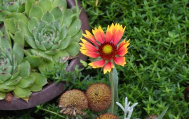 Güneşli yaz gününde bahçede yetişen güzel çiçekler. 