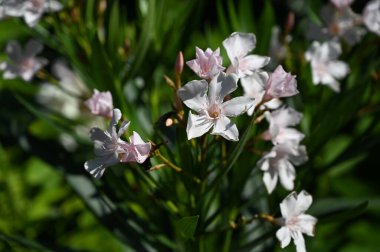 Güneşli yaz gününde bahçede yetişen güzel çiçekler. 