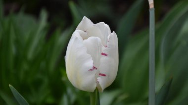 Güneşli yaz gününde bahçede büyüyen güzel lale çiçekleri. 