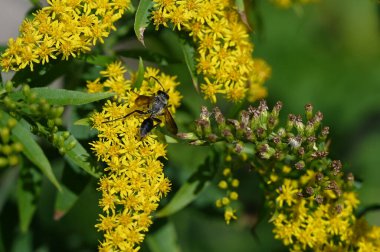 Güneşli yaz gününde bahçede yetişen güzel çiçekler. 