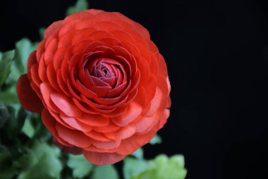 Güneşli yaz gününde bahçede büyüyen güzel bir gül çiçeği 