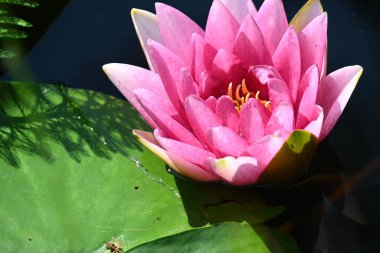 Güzel çiçek açan nilüfer çiçekleri yaz günü gölette büyür. 