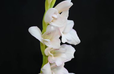 Karanlık arka planda güzel gladyatörler, yaz konsepti, yakın görüş  