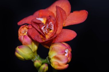 Koyu arkaplanda güzel çiçekler