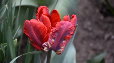 Güneşli yaz gününde bahçede büyüyen güzel lale çiçekleri. 
