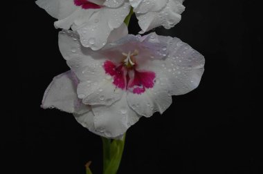 Karanlık arka planda güzel gladyatörler, yaz konsepti, yakın görüş  