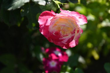 Güneşli yaz gününde bahçede büyüyen güzel bir gül çiçeği 