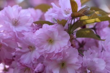 Çiçek açan ağaç dalları, güzel çiçekler, yakın plan, bahar konsepti.  