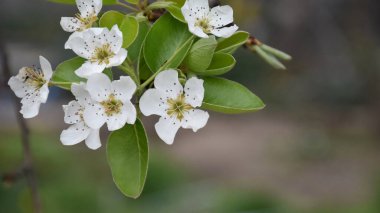 Çiçek açan kiraz ağacı dalları. Güzel çiçekler, yakın plan, bahar konsepti.  