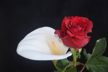 güzel gül ve calla koyu arkaplan, yaz konsepti, yakın manzara  