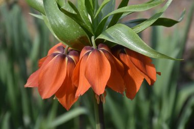 Güneşli yaz gününde bahçede yetişen güzel çiçekler. 