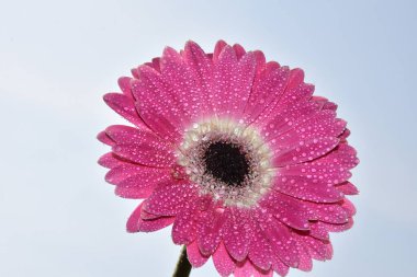 Gökyüzü arka planında güzel Gerbera çiçeği, yaz konsepti, yakın görüş  