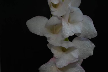 Karanlık arka planda güzel gladyatörler, yaz konsepti, yakın görüş  