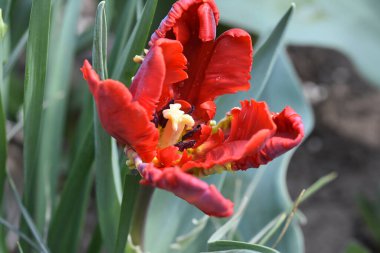 Güneşli yaz gününde bahçede büyüyen güzel lale çiçekleri. 