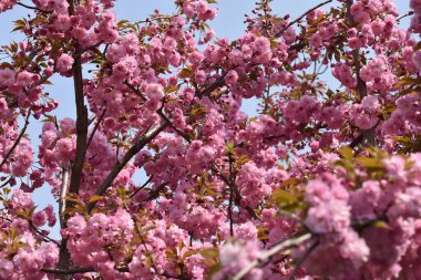Çiçek açan ağaç dalları, güzel çiçekler, yakın plan, bahar konsepti.  