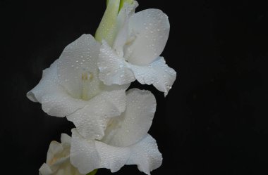 Karanlık arka planda güzel gladyatörler, yaz konsepti, yakın görüş  