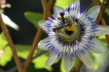 Güneşli yaz gününde bahçede büyüyen güzel bir çiçek. 