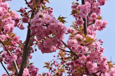 Çiçek açan ağaç dalları, güzel çiçekler, yakın plan, bahar konsepti.  