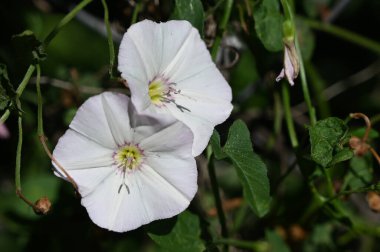 Güneşli yaz gününde bahçede yetişen güzel çiçekler. 