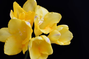 Siyah arkaplandaki güzel çiçeğe yaklaş