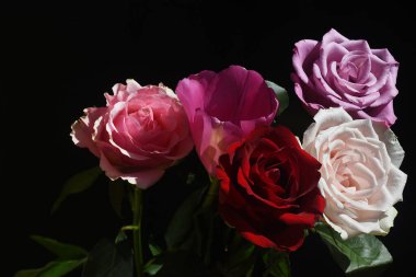 Koyu arka planda güller olan güzel lale, yaz konsepti, yakın manzara  