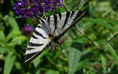 Açık havada yetişen güzel çiçekler, yaz konsepti, yakın manzara.  