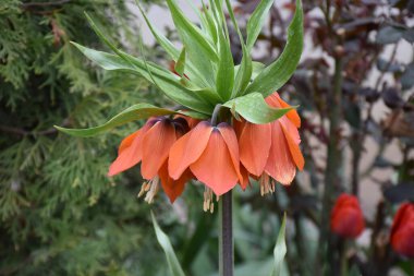 Güneşli yaz gününde bahçede yetişen güzel çiçekler. 