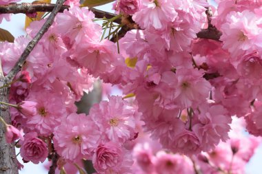 Çiçek açan ağaç dalları, güzel çiçekler, yakın plan, bahar konsepti.  