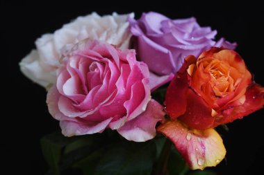 Koyu arkaplanda güzel güller, yaz konsepti, yakın manzara  