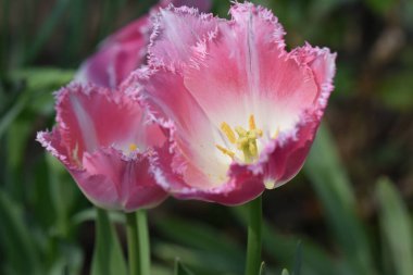 Güneşli yaz gününde bahçede büyüyen güzel laleler. 