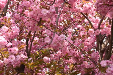 Çiçek açan ağaç dalları, güzel çiçekler, yakın plan, bahar konsepti.  