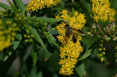 Güneşli yaz gününde bahçede yetişen güzel çiçekler. 