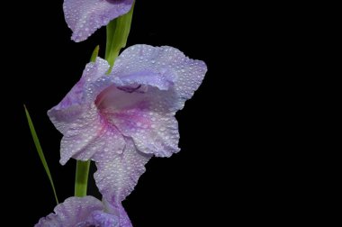 Karanlık arka planda güzel gladyatörler, yaz konsepti, yakın görüş  