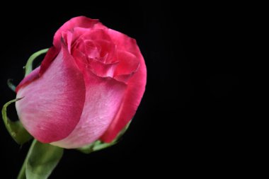 Koyu arkaplanda güzel bir gül, yaz konsepti, yakın görüş  