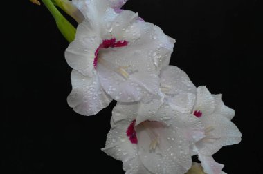 Karanlık arka planda güzel gladyatörler, yaz konsepti, yakın görüş  