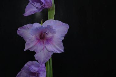 Karanlık arka planda güzel gladyatörler, yaz konsepti, yakın görüş  
