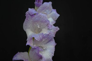 Karanlık arka planda güzel gladyatörler, yaz konsepti, yakın görüş  