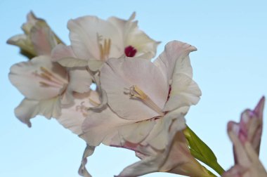 Gökyüzü arka planında güzel gladyatörler, yaz konsepti, yakın görüş  