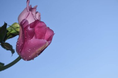 Gökyüzünde güzel çiçekler, yaz konsepti, yakın manzara  