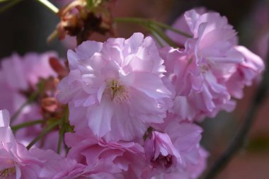 Çiçek açan ağaç dalları, güzel çiçekler, yakın plan, bahar konsepti.  