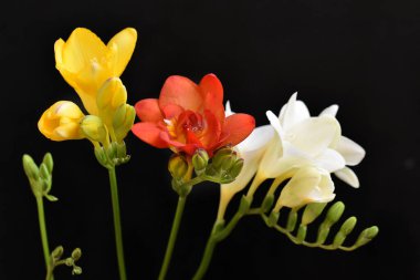 Koyu arkaplanda güzel çiçekler, yaz konsepti, yakın manzara  