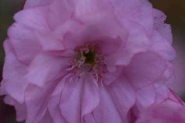 Bahçede büyüyen pembe çiçekli çiçek açan ağaç yaz güneşli bir günde 