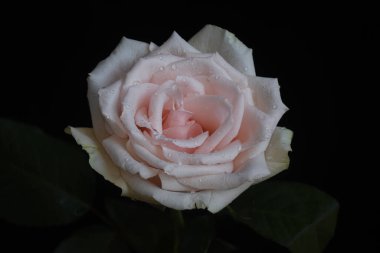 Koyu arkaplanda güzel bir gül, yaz konsepti, yakın görüş  