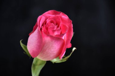 Koyu arkaplanda güzel bir gül, yaz konsepti, yakın görüş  