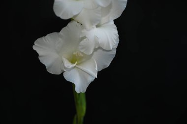 Karanlık arka planda güzel gladyatörler, yaz konsepti, yakın görüş  