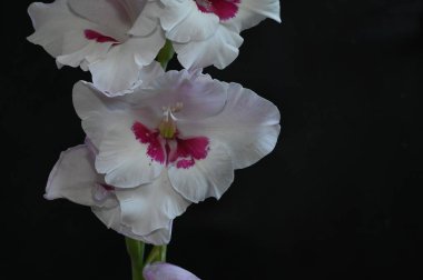 Karanlık arka planda güzel gladyatörler, yaz konsepti, yakın görüş  