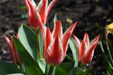 Güneşli yaz gününde bahçede büyüyen güzel laleler. 