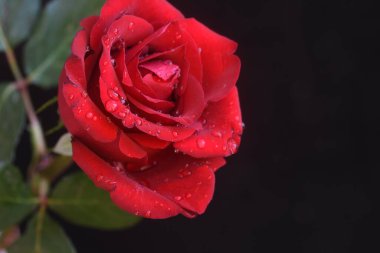 Koyu arkaplanda güzel bir gül, yaz konsepti, yakın görüş  