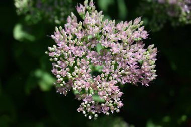 Güneşli yaz gününde bahçede yetişen güzel çiçekler. 
