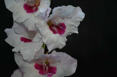 Karanlık arka planda güzel gladyatörler, yaz konsepti, yakın görüş  